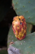 Figa de moro. Opuntia ficus- indica