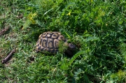 Tortuga de terra a Menorca. Testudo hermanni