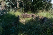 Dolmen del Turó de Sant Dalmau