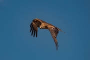 Milà negre. Milvus migrans