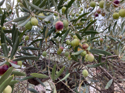 Les Olives
