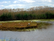 Delta del LLobregat.