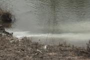 Colpidores imatges d’un dels varis abocaments al riu Segre, al seu pas per Balaguer 3/3