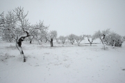 Paisatge nevat a Guissona.
