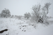 Paisatge nevat a Guissona.