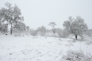 Paisatge nevat a Guissona.