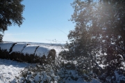 Paisatge nevat a Vicfred.