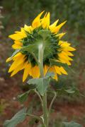 Gira-sol (Helianthus annuus) 3de4