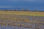 Paisatge de l'Albufera