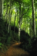 Bosc de faigs de la Grevolosa