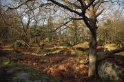 Boscos de Fontainebleau