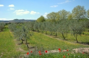 Camps d'oliveres y fileres de plataners del canal d'Urgell