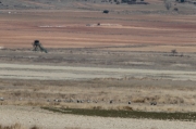 Llacuna de Gallocanta des de l’observator del Canyissar.