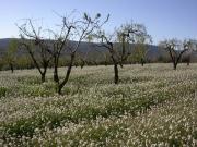 Paisatges de la Vall D'Àger (2/3)