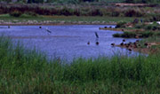 Paissatge del delta del Llobregat