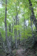 Fageda de la Serra de Finestres