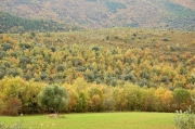 Boscos de tardor al Montsec d'Ares
