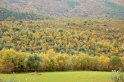 Boscos de tardor al Montsec d'Ares