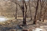 Montseny. Boscos de Santa Fe