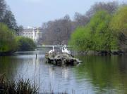 Pelícans al St. James Park