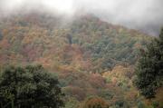 Boscos de tardor a Sant Marçal, Montseny