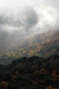 Llums i ombres de tardor als boscos del Montseny