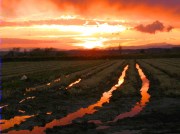 Posta de sol hivernal al arrossars de Pals