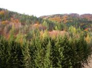 Tardor a Querigut, Donezan, Ariège, França