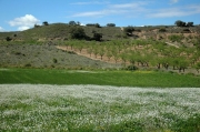 Tossal de l'Infern (Torregrossa)