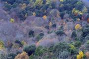 Colors de Tardor II-Montseny