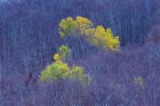 Colors de Tardor III-Montseny