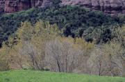 Bosc de ribera a la vall del Tenes