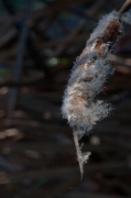 Boga. (Typha angustifolia)