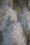 Boga. (Typha angustifolia)