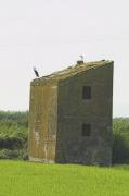 Paisatge de l'albufera de València