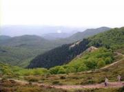 Avetosa del Montseny