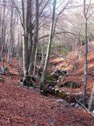 El Montseny al hivern (zona Font de Passavets)