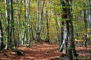 La fageda den Jordà