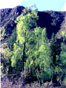 Primeros verdes de la primavera sureña