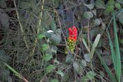 Sarriassa (Arum italicum)