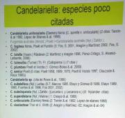 Candelariella