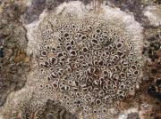 Lecanora pulicaris (Pers.) Ach y Caloplaca cerina (Ehrh. ex Hedw.) Th. Fr.