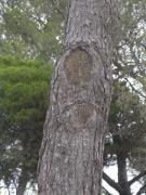 Escoba de brujas (Candidatus Phytoplasma pini)