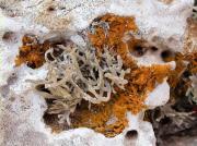 Rocella phycopsis Ach, Xanthoria calcicola Oxner, Caloplaca subochracea (Wedd) Wener v. subochracea, Lecanographa sp.