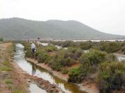 Herborizando líquenes en las Salinas de Ibiza
