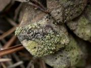 Lecanora strobilina (Spreng.) Kieffy Lecidella elaeochroma (Ach.) Choisy