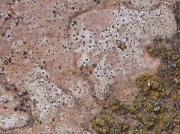 Thelidium decipiens (Hepp.) Kremp.