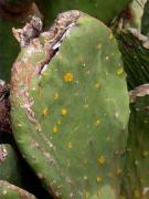 Xanthoria parietina (L.) Th. Fr. sobre cladodio de Opuntia