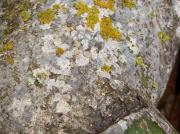 Arthothelium crozalsianum  (de Lesd.) de Lesd., Arthonia radiata (Pers.) Ach., Xanthoria parietina (L.) Th. Fr.
