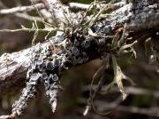 Physcia aipolia (Humb.) Hampe y Ramalina sp-